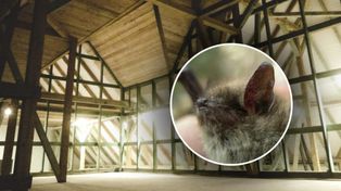 Mielec: Powstał pierwszy wolier dla nietoperzy