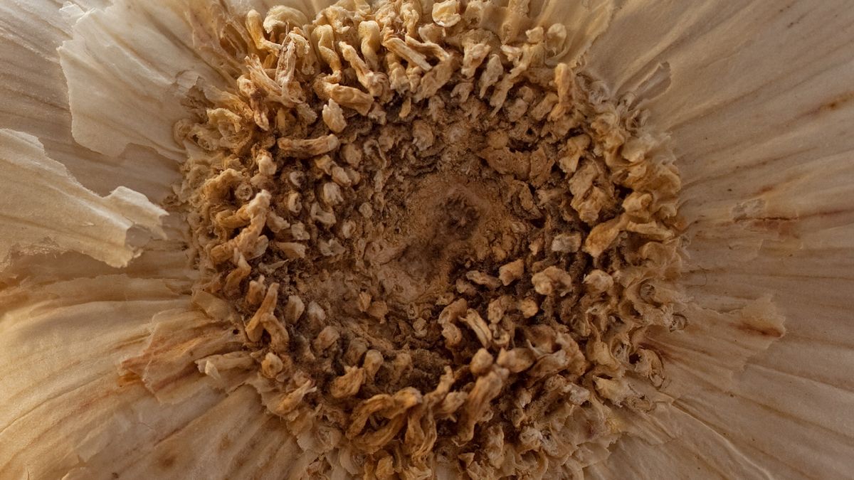 Czosnek chroni przed rozwojem raka płuc