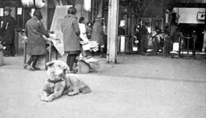 Rzadkie zdjęcia psa Hachiko, który czekał na swojego pana aż do śmierci 2