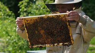 Czy pszczoły miodne są zagrożeniem? Spór rządu i pszczelarzy narasta