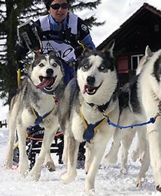 Wyścig na czterech łapach
