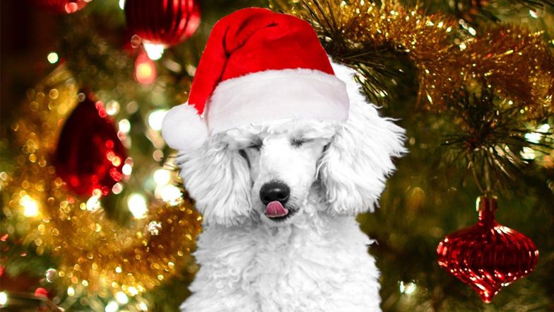 Pudelek życzy Wesołych Świąt! 