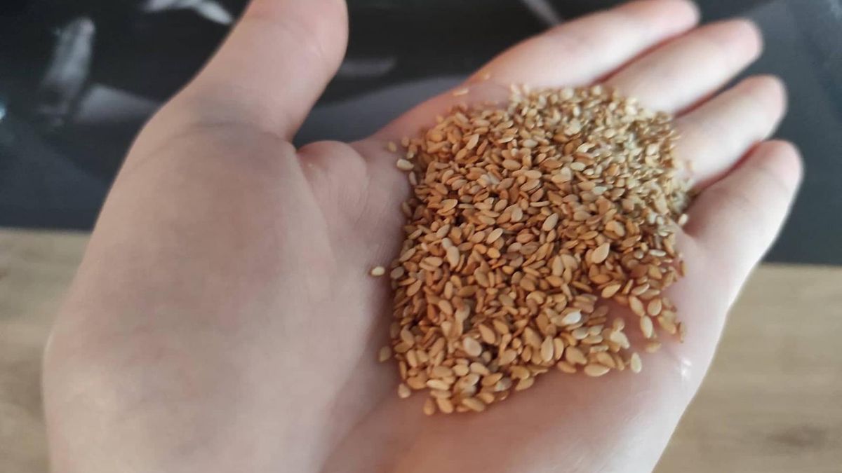 Groźna bakteria w sezamie. GIS ostrzega