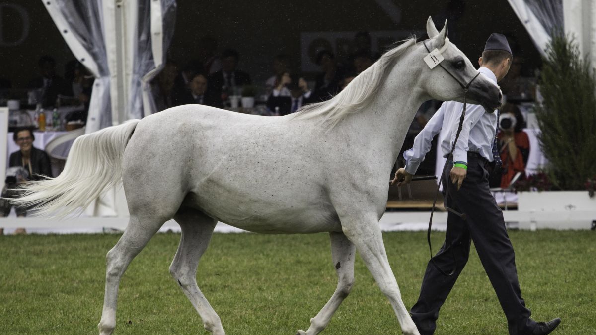 Jeszcze w 2015 roku aukcje koni przyniosły 4 mln euro. W 2018 r. tylko ćwierć miliona.