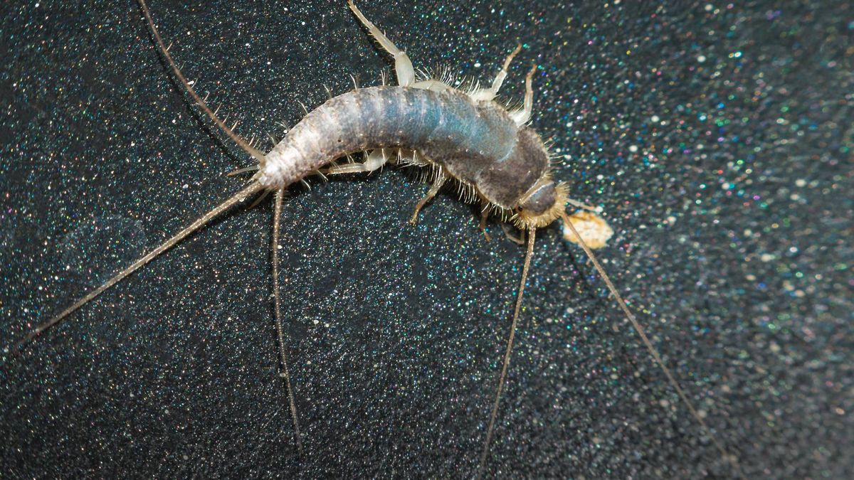 Jak pozbyć się rybików z domu?