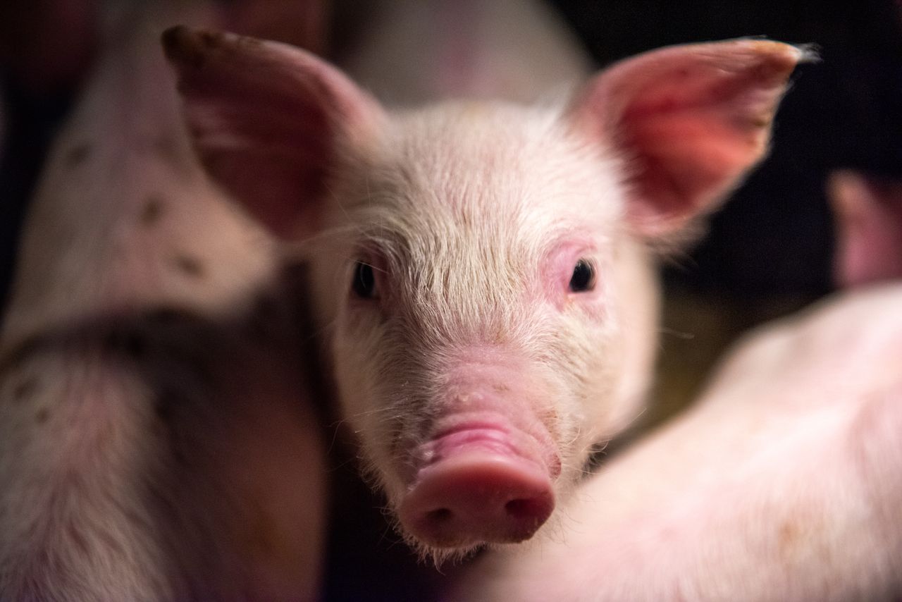 Płuco świni dla człowieka. Pierwszy taki przeszczep w Chinach