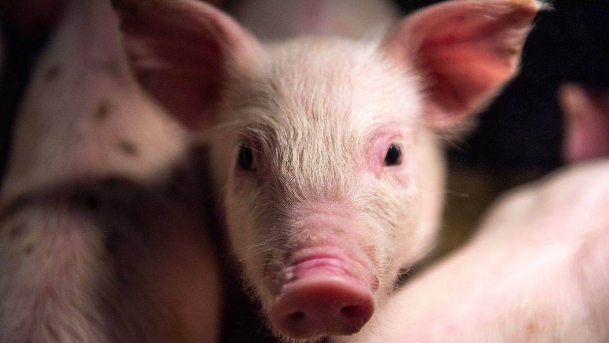 A curious piglet looking on from its pen. (Photo by: Edwin Remsberg/VW Pics/Universal Images Group via Getty Images)