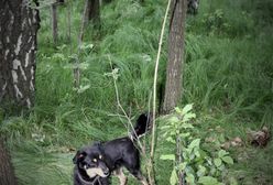 Orzesze. Zostawił psa na pewną śmierć w lesie. Policja prosi o pomoc