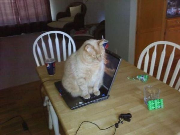 Kot + laptop = śmierć dla urządzenia