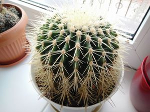 Kaktus pod oknem