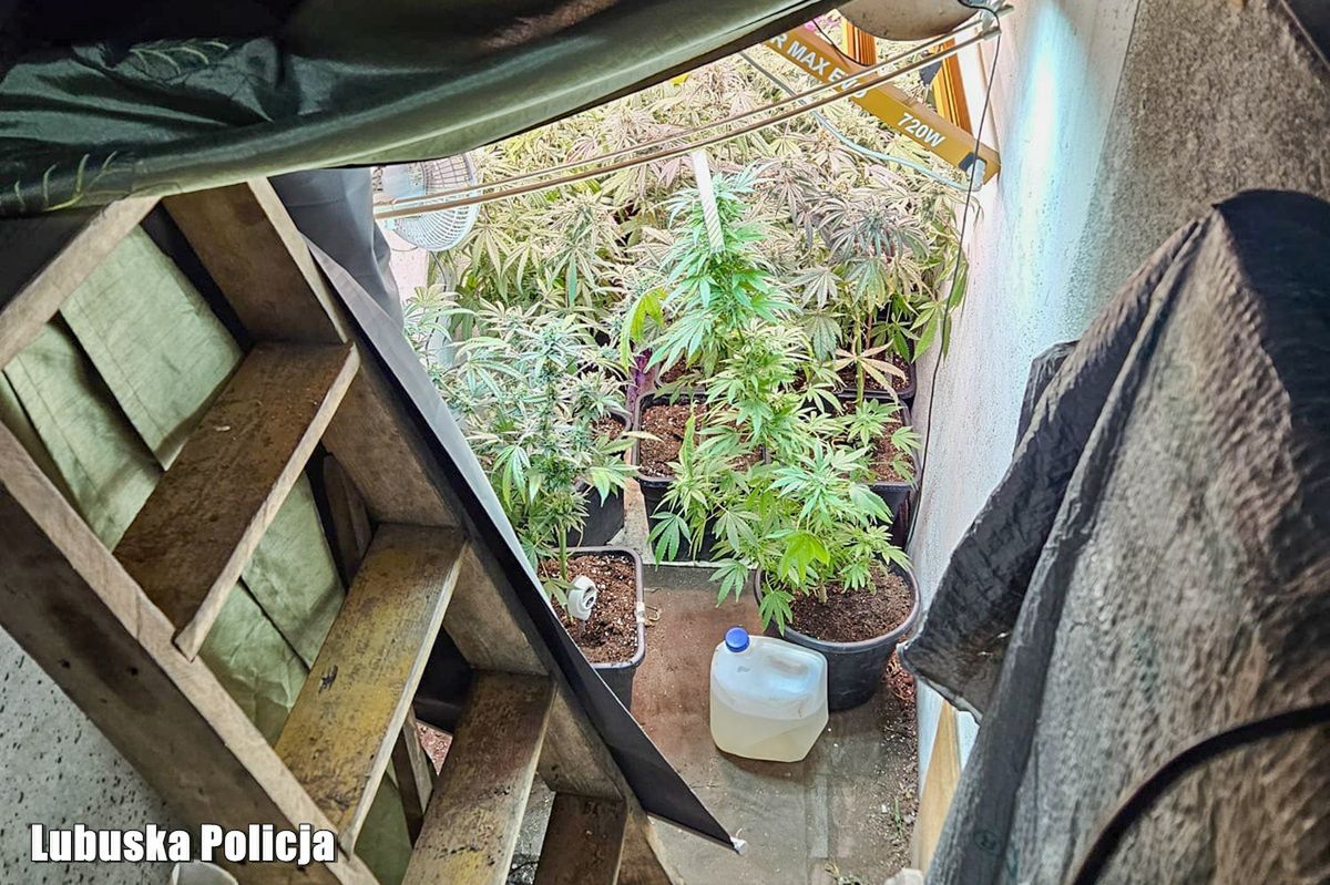 Zielona Góra: Policja rozbiła ukrytą plantację marihuany — 41-latek zatrzymany
