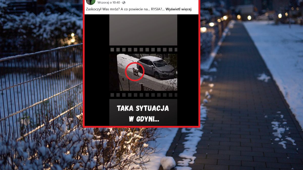 W Gdyni nagrano rysia