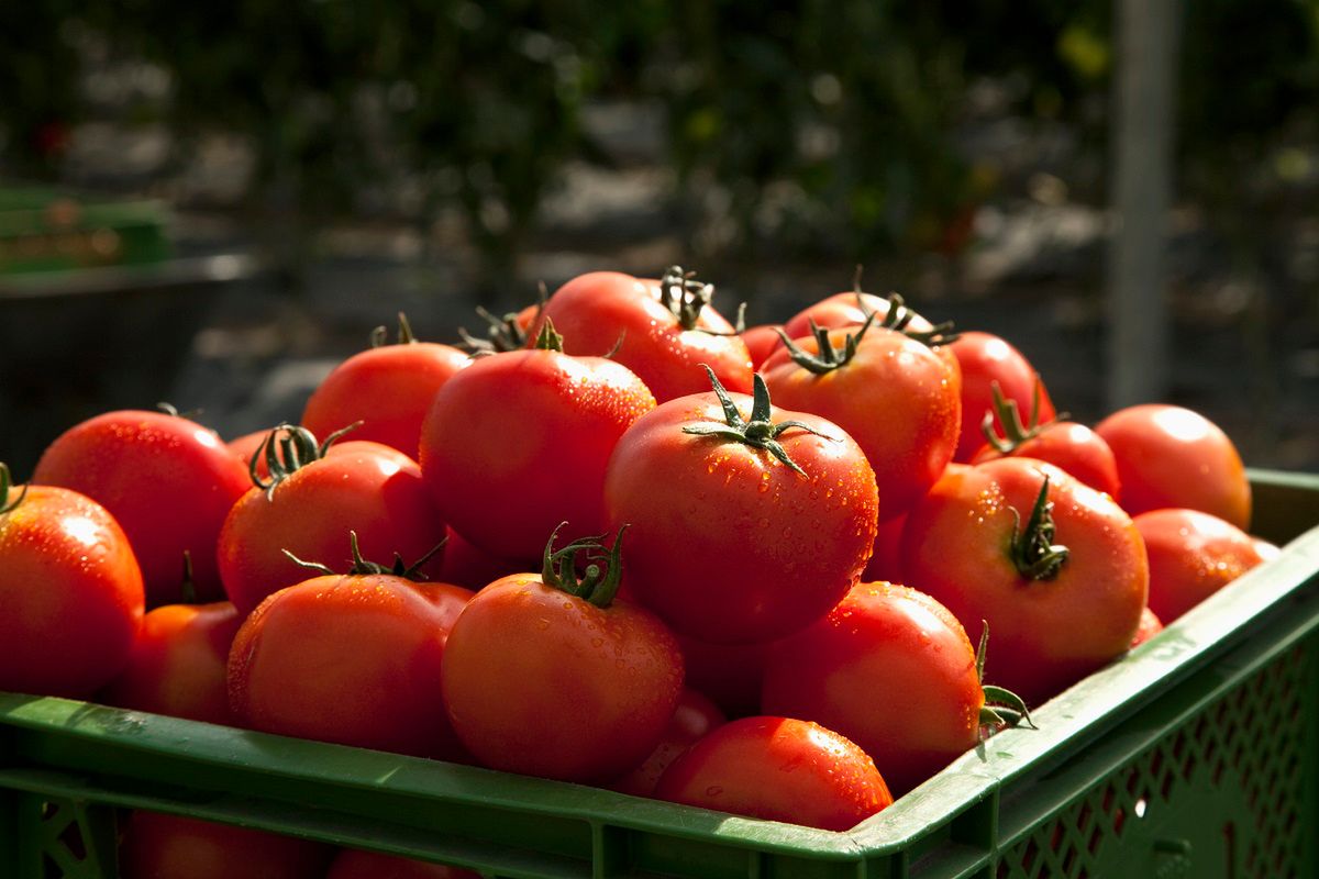 Podwójne plony pomidorów to zasługa zapylania kwiatów. Fot. Getty Images