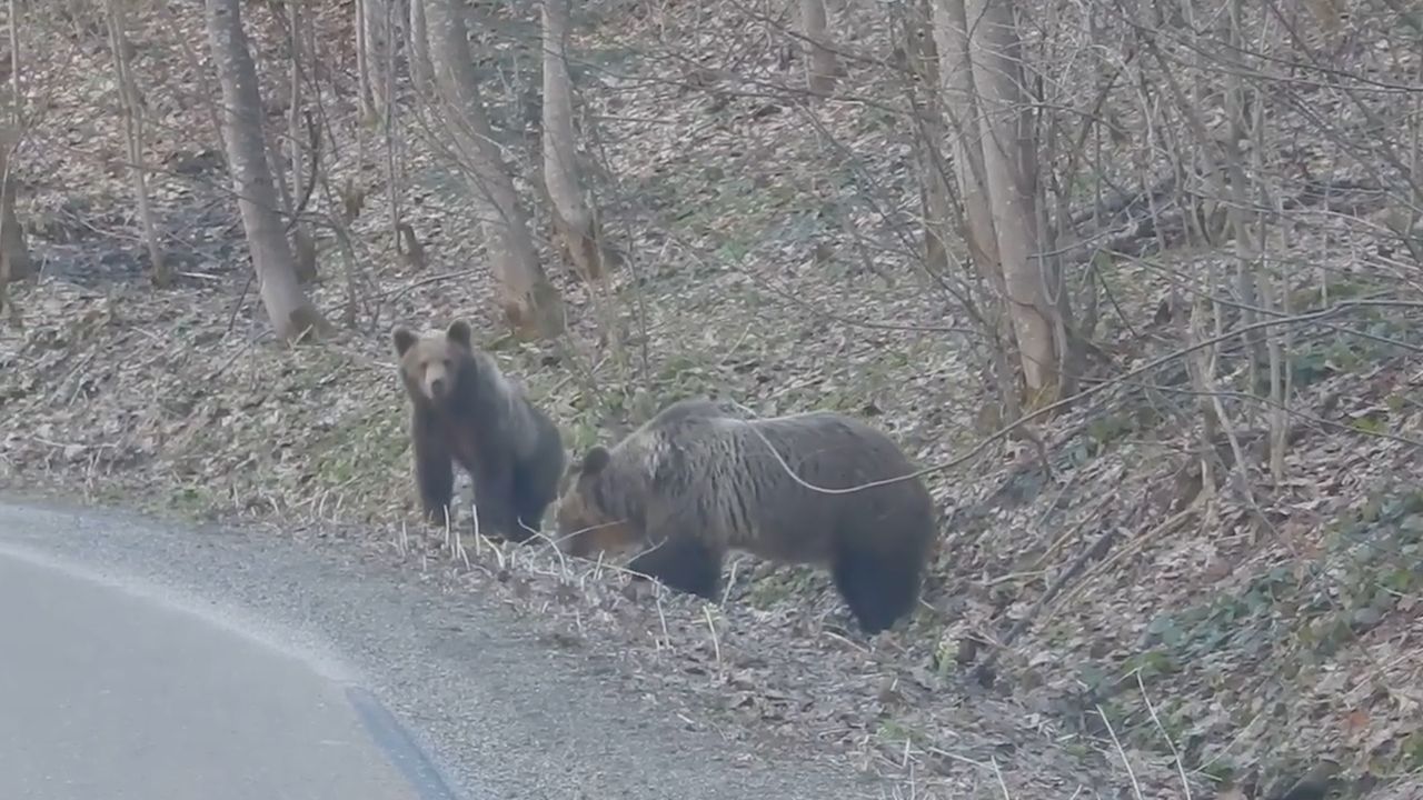 Niedźwiedzia rodzina przy drodze powiatowej. Przypadkowe spotkanie w Bieszczadach