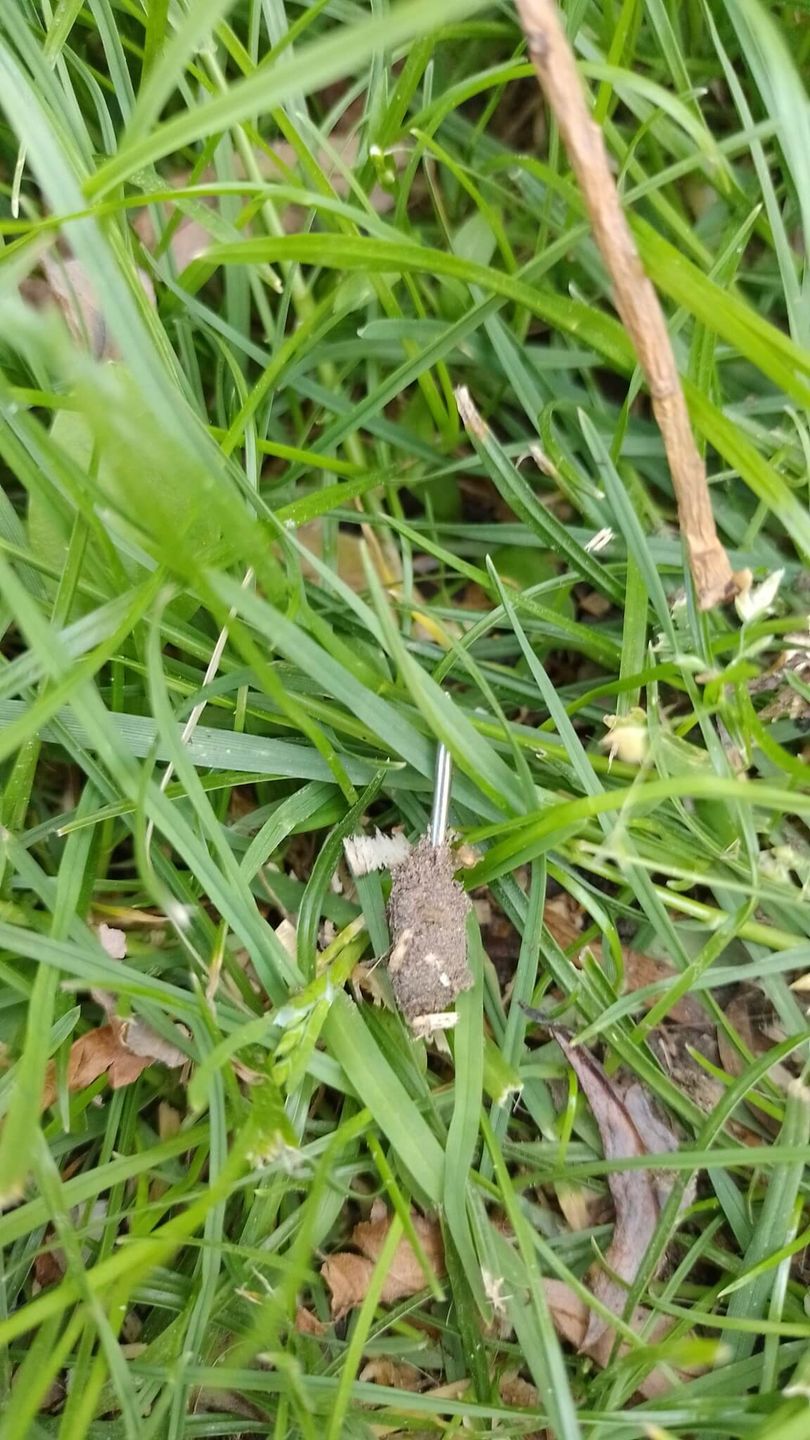 Mięso nafaszerowane gwoździem i kawałkiem metalu