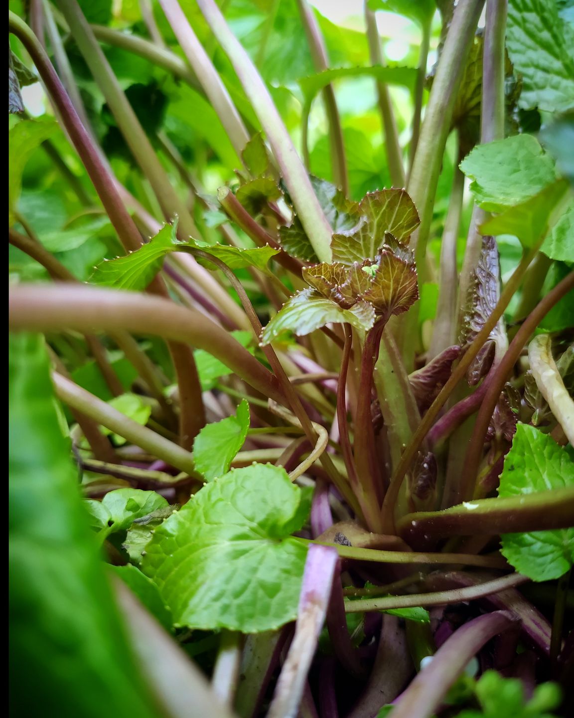 Wasabi