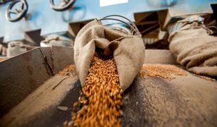 Dopłaty do sprzedaży zbóż. Rząd da rolnikom 600 mln złotych
