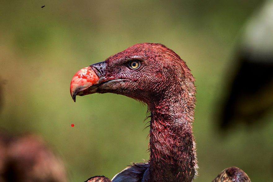 Oto najlepsze fotografie 2016 roku według magazynu National Geographic 11
