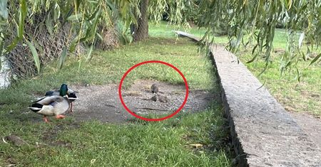 Ptaki mają konkurencję. Skusiły się na resztki w parku. Rozdzwoniły się telefony