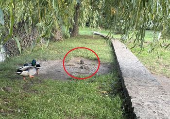 Ptaki mają konkurencję. Skusiły się na resztki w parku. Rozdzwoniły się telefony