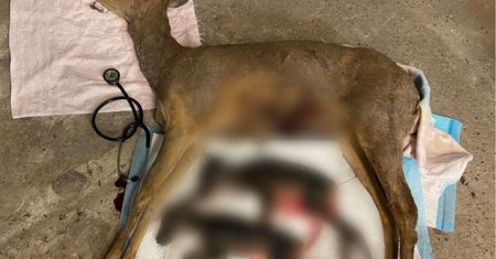 Sarna w ciąży z rozszarpanym brzuchem. Makabra w gminie Kościan