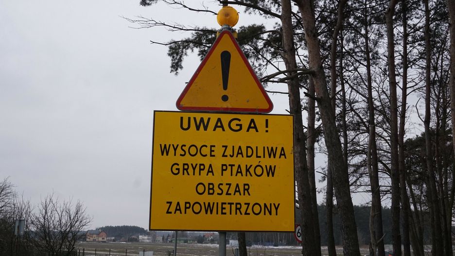 Ptasia grypa w Kwakowie (zdjęcie ilustracyjne)