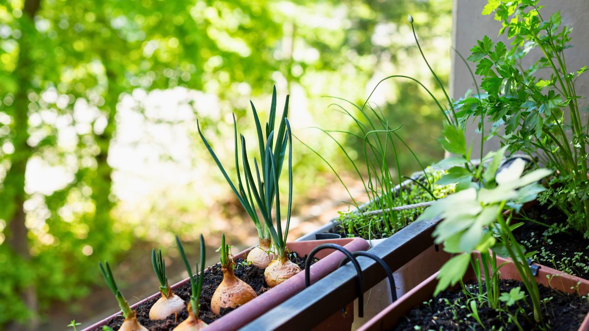 Sadzę na balkonie i mam własny warzywniak cały sezon 