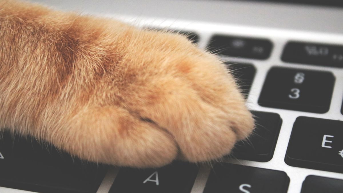 Microsoft pracuje nad nową funkcją dla Teams, fot. Pexels