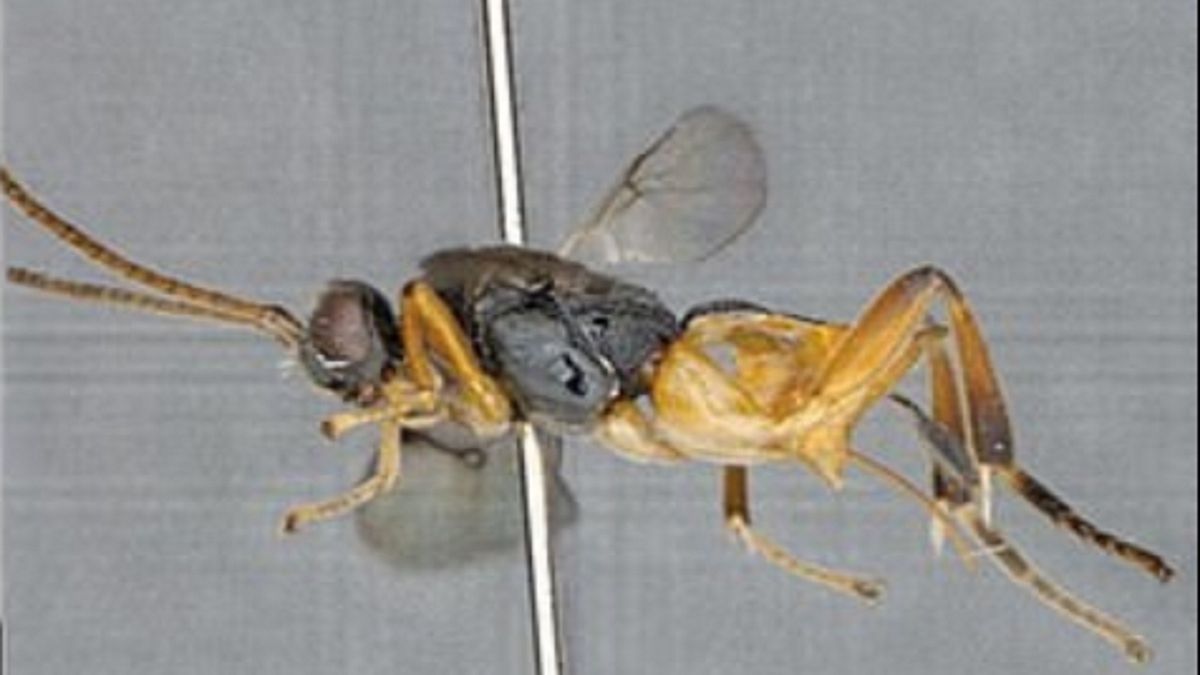 osa zwierze odkrycie naukowcy