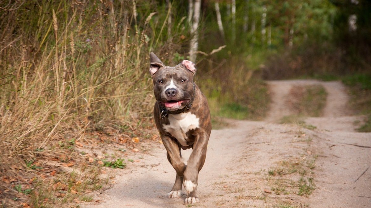 Amstaff rzucił się na 2,5-letnią dziewczynkę.