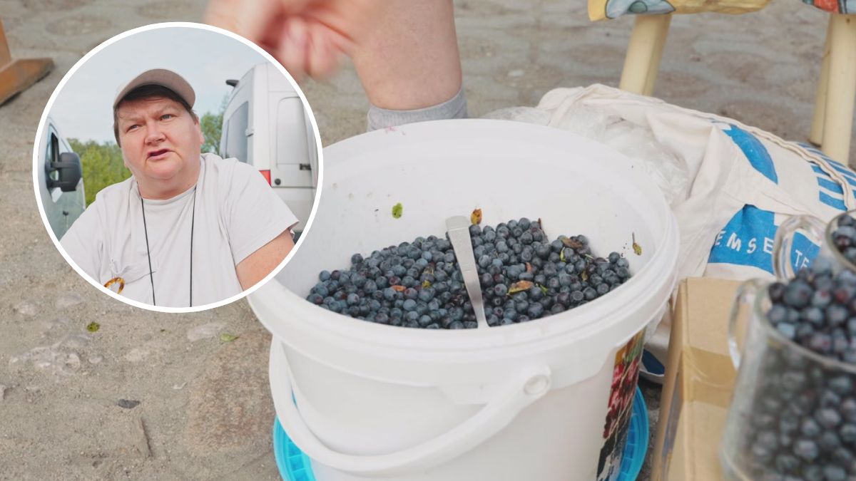 Zbiera jagody i ostrzega przed wysokimi mandatami