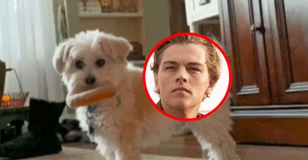 Ostrzygł psa. Po zabiegu przypominał młodego Leonardo DiCaprio
