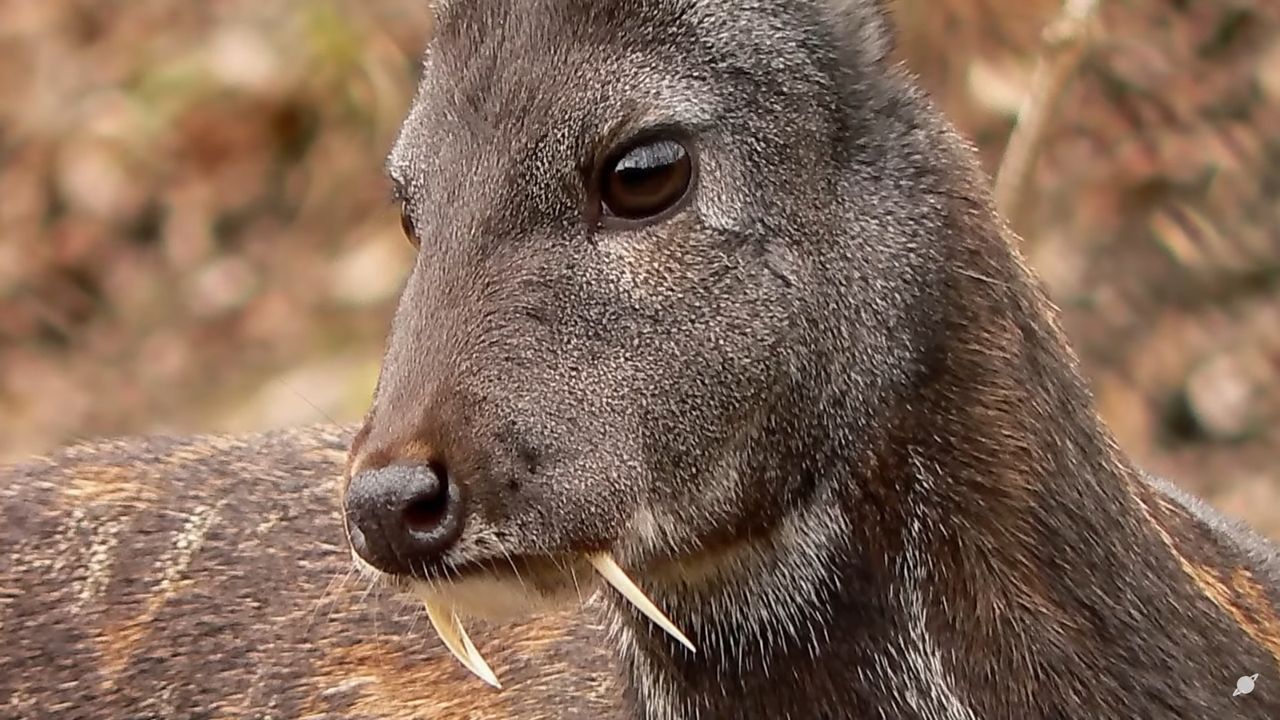 Jelonek czubaty. Wyjątkowy leśny "wampir"