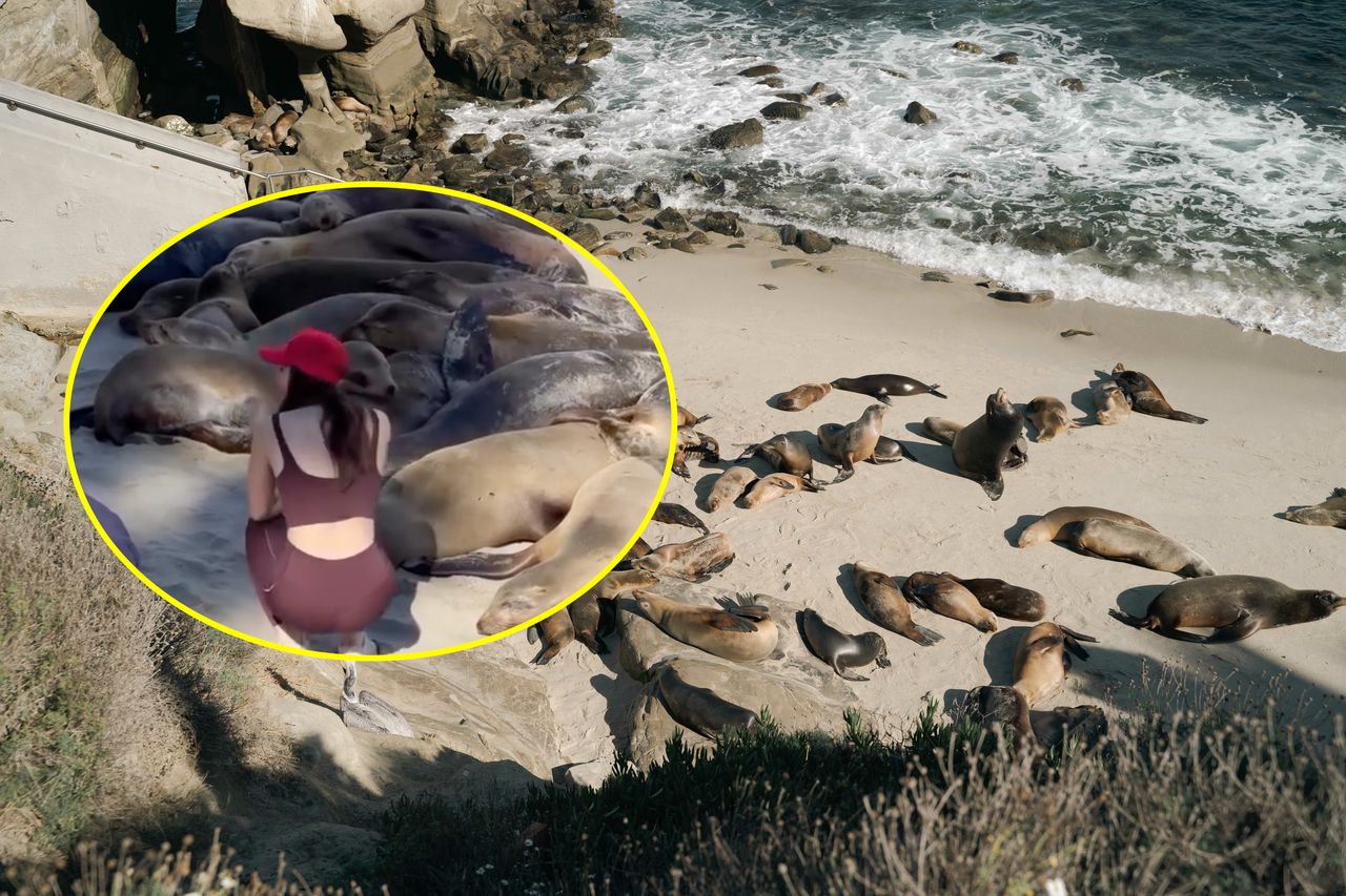 Tourists risk safety for photos with sea lions on crowded beach