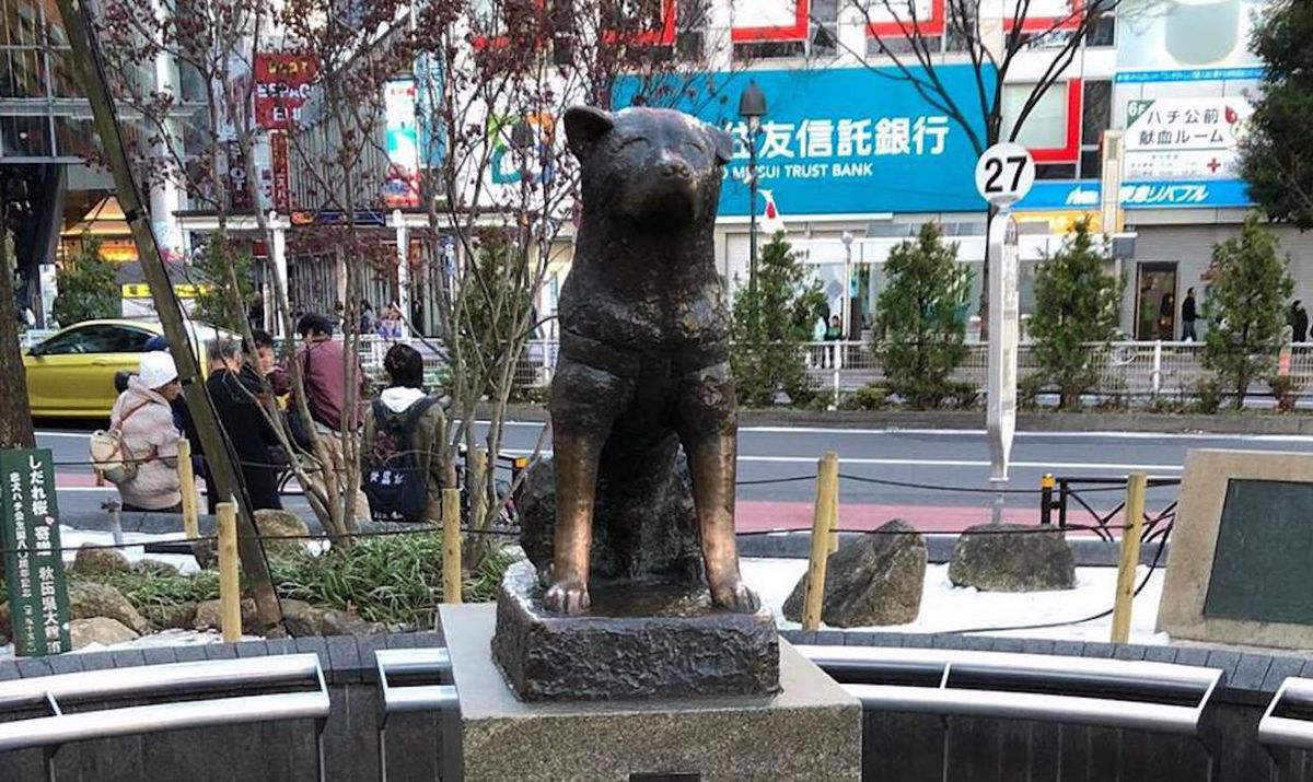 Japończycy kochają Hachiko. Poruszająca historia psa ze stacji Shibuya