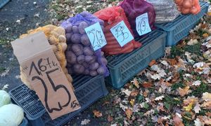 Pani Beata zaprasza na samozbiory ziemniaków. W najbliższą niedzielę