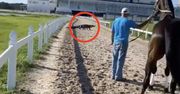 Szok na wyścigach. Duży aligator przeraził konia