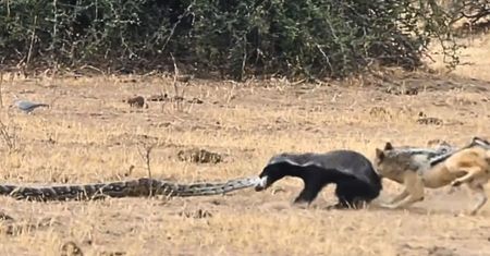 Pyton kontra ratel miodożerny. Do akcji nagle wkroczyły szakale