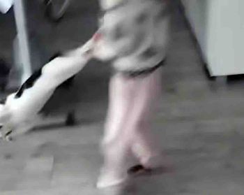 Dziewczynka znęcająca się nad kotem. Nagranie zbulwersowało kraj