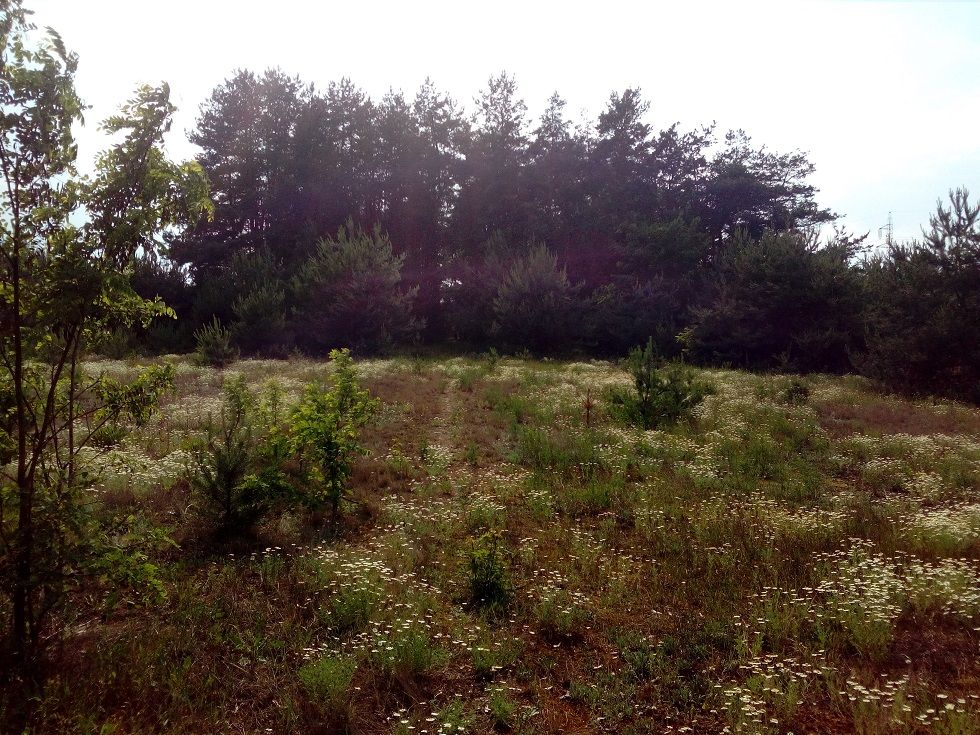 TP-Link Neffos C5 – test smartfonu zrobionego przez producenta routerów 11