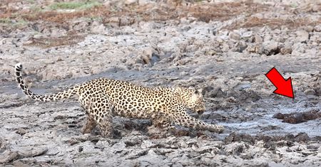 Lampart kontra hipopotam. Zaskakujące nagranie z safari