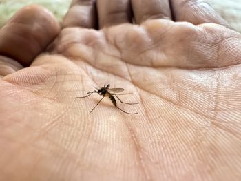 Komary wybierają swoje ofiary. Naukowcy: To nie jest mit