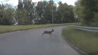 Uwaga na dziką zwierzynę. Niebezpieczna sytuacja na ślimaku w Koninie