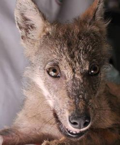 W poznańskim zoo powstanie wybieg dla wilków