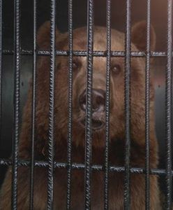 Okaleczony niedźwiedź zabrany z cyrku na Śląsku trafił do poznańskiego zoo
