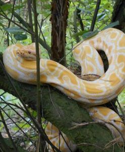 W lesie niedaleko Poznania na jednym z drzew zauważono 1,5-metrowego pytona tygrysiego