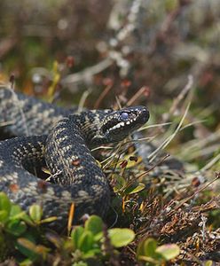 Plaga żmij na Śląsku. Co robić, gdy zaatakuje nas żmija?