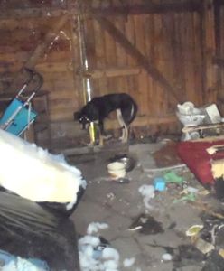 Strażnicy miejscy z Poznania uratowali psa zamkniętego na działce bez wody i jedzenia