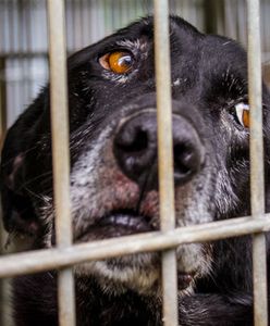 Dołącz do wolontariuszy KTOZ i pomagaj w schronisku