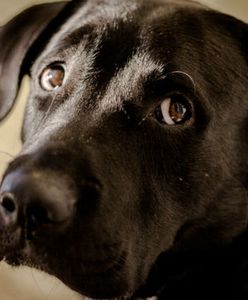 Zostawiła zwierzęta na kilkanaście dni bez jedzenia i wody. Może trafić na 3 lata do więzienia